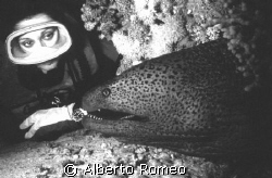 LOOKING AT THE JAWS OF THE BIG MORAY EEL.
Nikonos+15 mm+... by Alberto Romeo 
